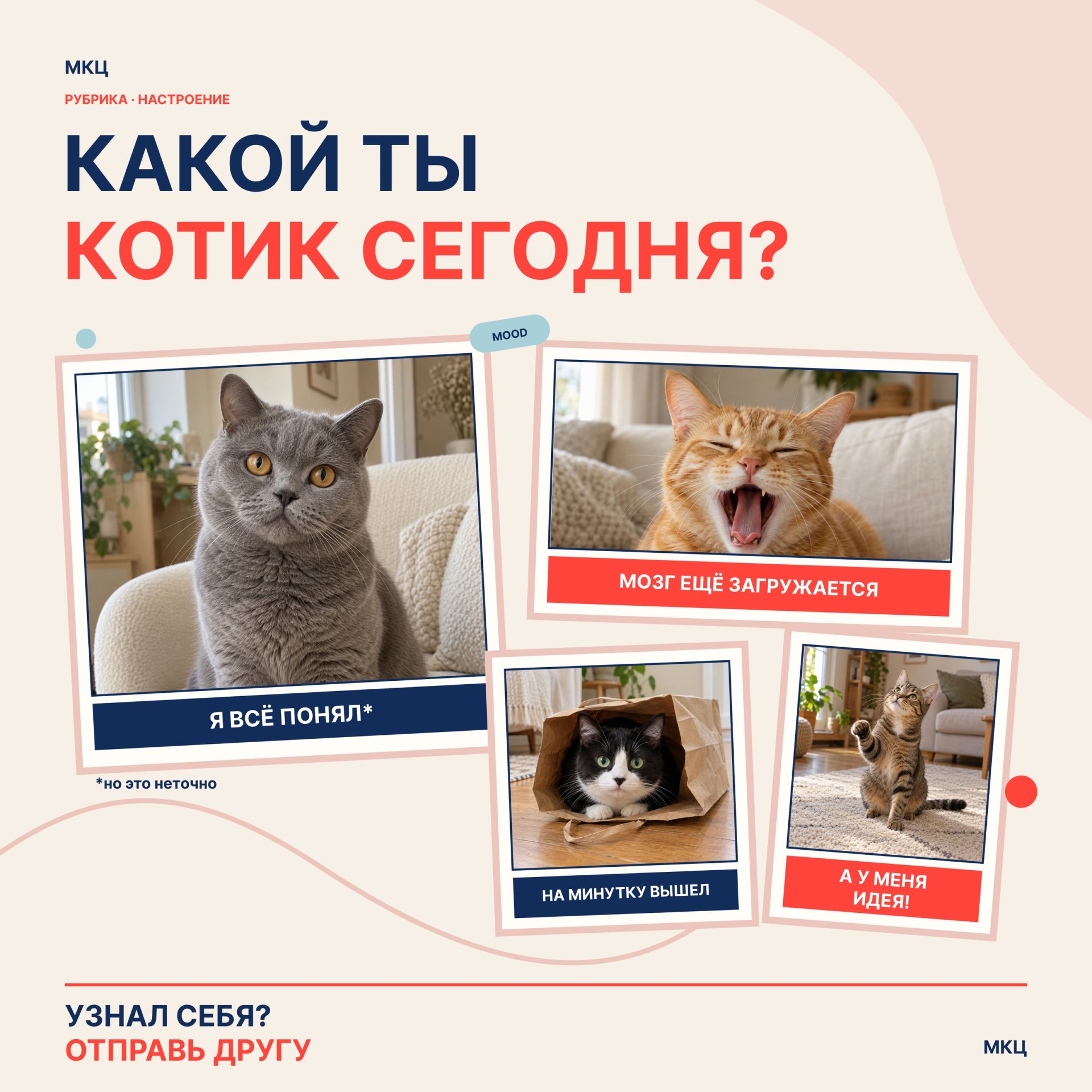 Котики, встречайте новый выпуск рубрики «Настроение» 🐾